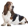 Basset Hound